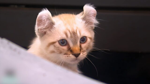 Vignette du programme télé La vie secrète des chats