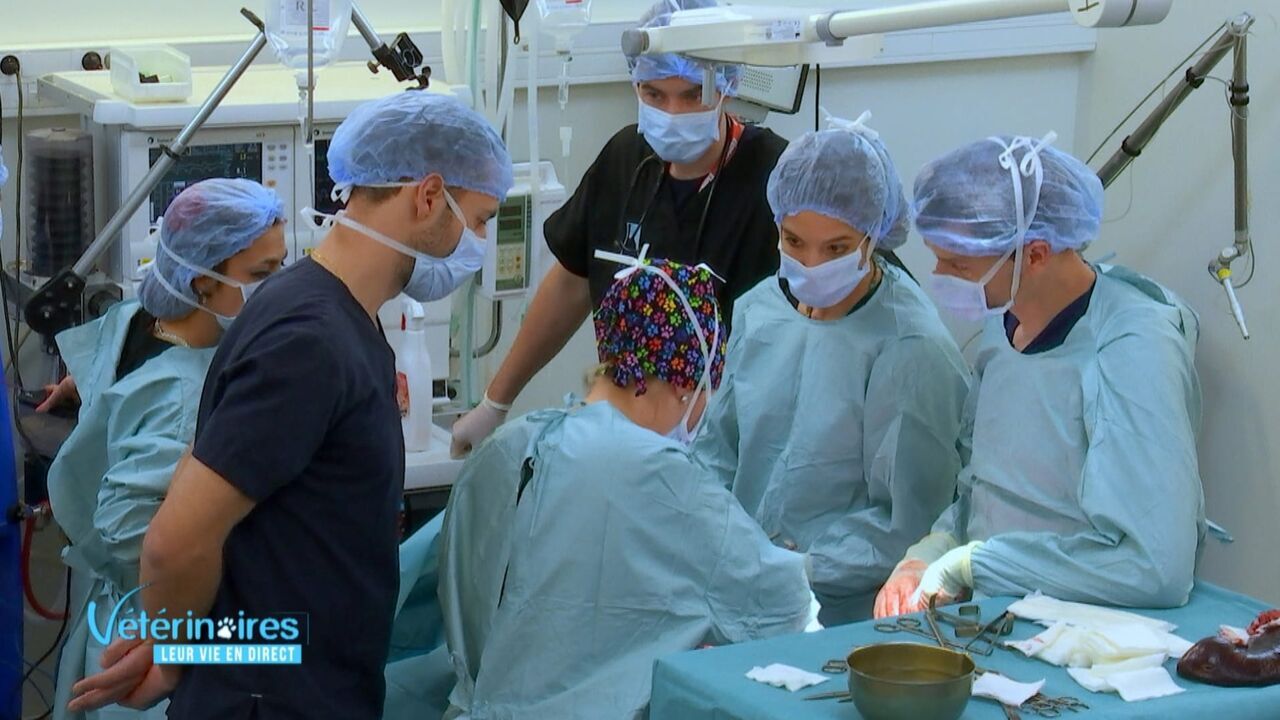 Vignette du programme télé Vétérinaires, leur vie en direct