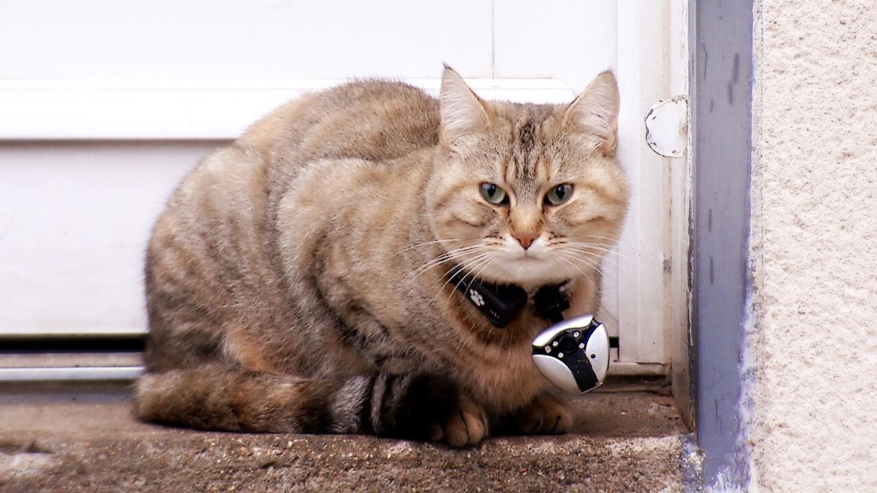 Vignette du programme télé La vie secrète des chats