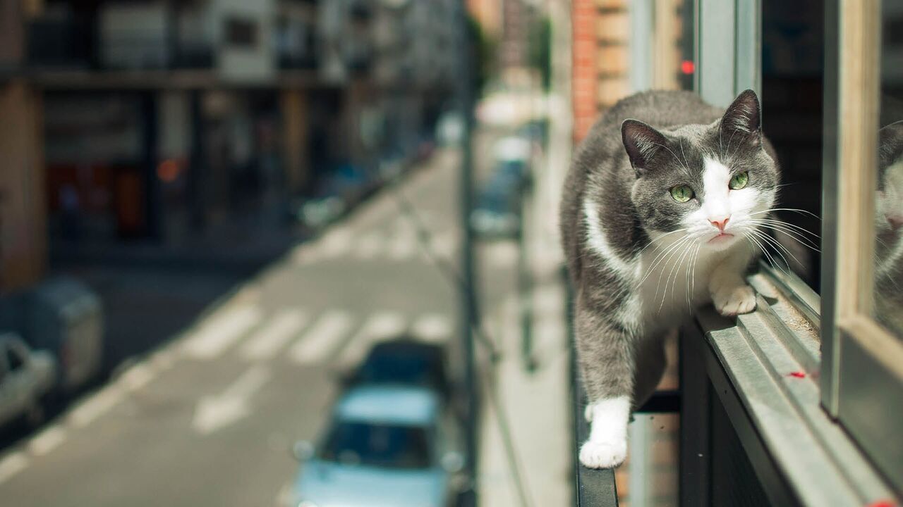 Vignette du programme télé La vie secrète des chats