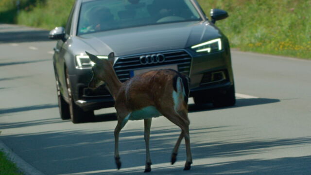 Vignette du programme télé Attention ! Passage d'animaux : Quand la faune croise nos routes