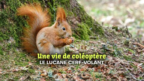 Vignette du programme télé Une vie de coléoptère : le lucane cerf-volant