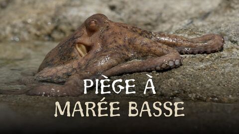 Vignette du programme télé Piège à marée basse