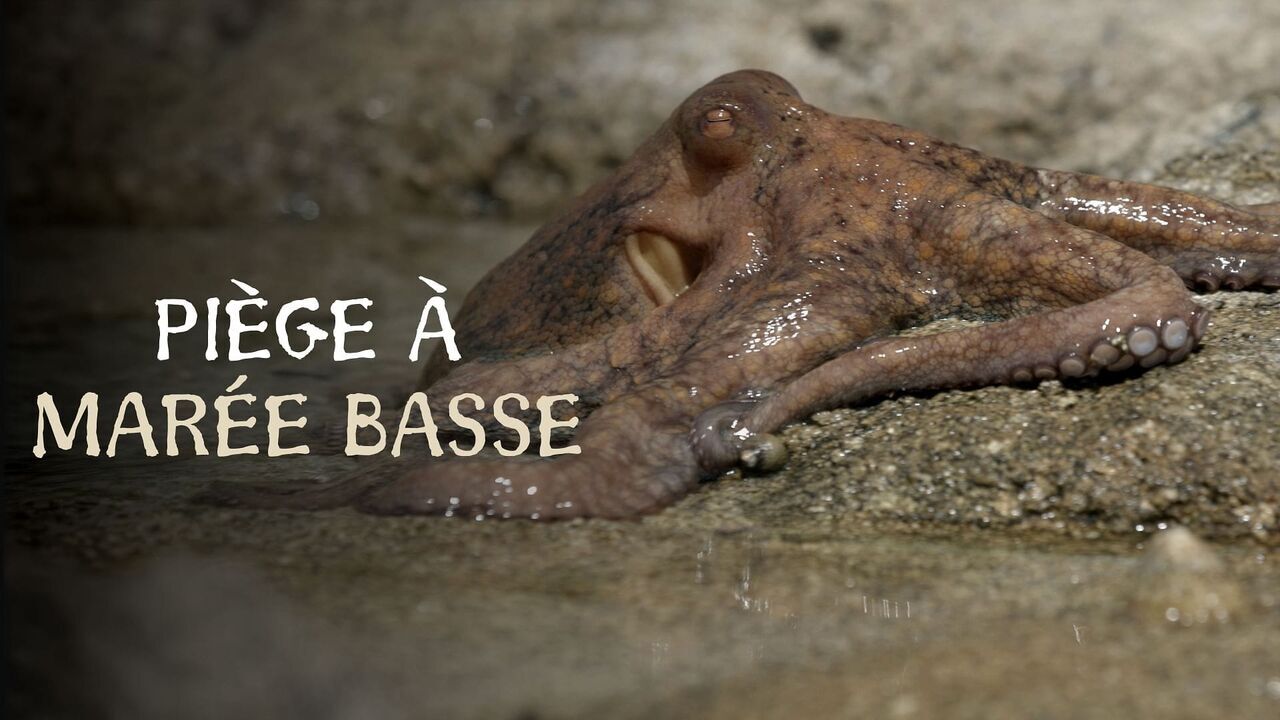 Vignette du programme télé Piège à marée basse