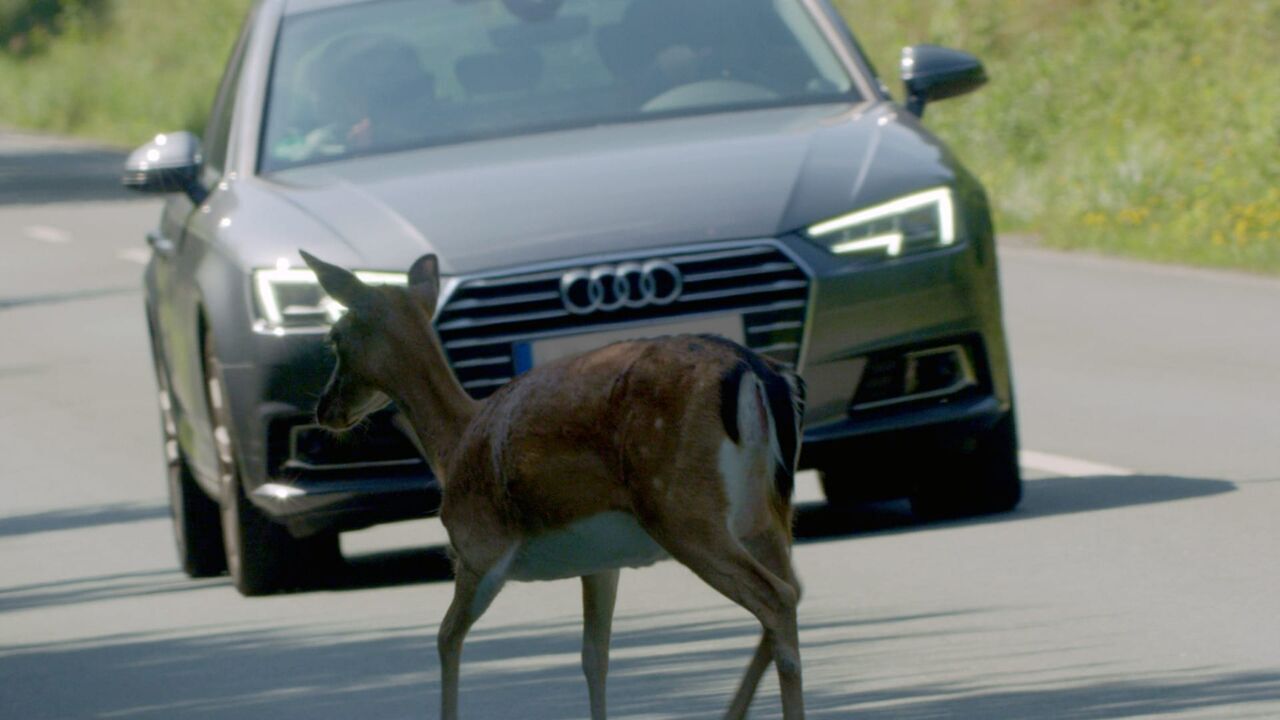 Vignette du programme télé Attention ! Passage d'animaux : Quand la faune croise nos routes