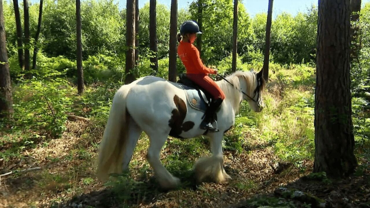 Vignette du programme télé Au galop !