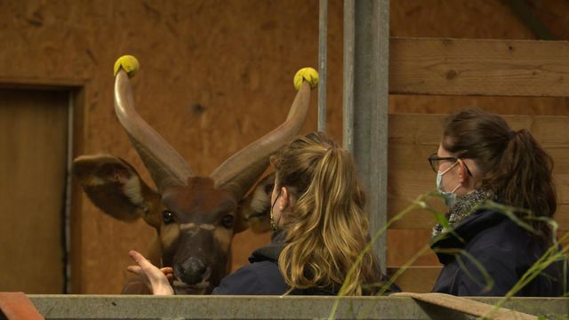 Vignette du programme télé Une saison au zoo - Saison 13