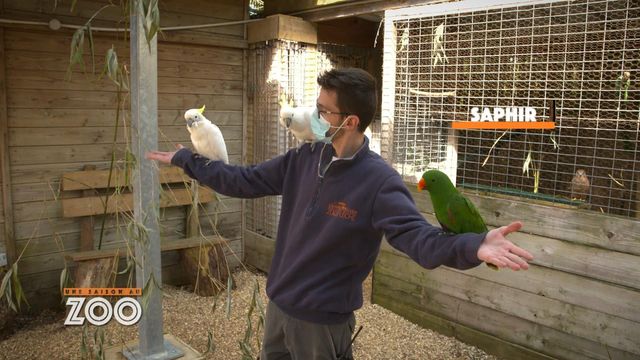 Vignette du programme télé Une saison au zoo - Saison 13
