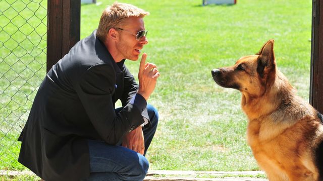 Vignette du programme télé Rex - Saison 13