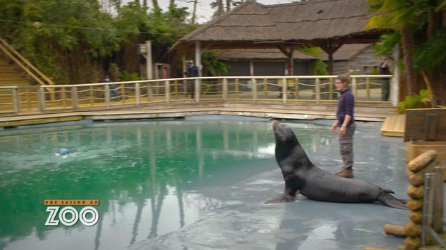 Vignette du programme télé Une saison au zoo - Saison 13