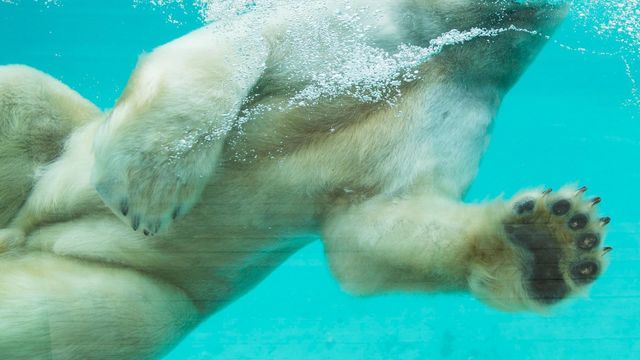 Vignette du programme télé Une saison au zoo - Saison 13