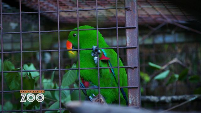 Vignette du programme télé Une saison au zoo - Saison 13