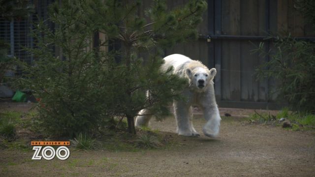 Vignette du programme télé Une saison au zoo - Saison 13