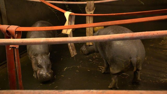 Vignette du programme télé Une saison au zoo - Saison 13