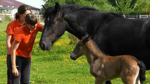 Vignette du programme télé Au galop ! S6 (n°39)