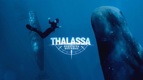 Vignette du programme télé Thalassa, aventures extrêmes