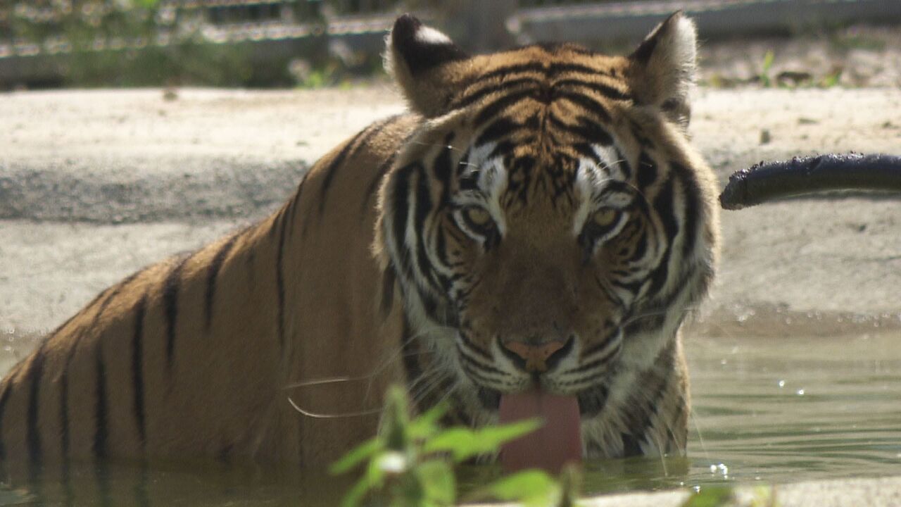 Vignette du programme télé La Tanière, le zoo-refuge de l'espoir