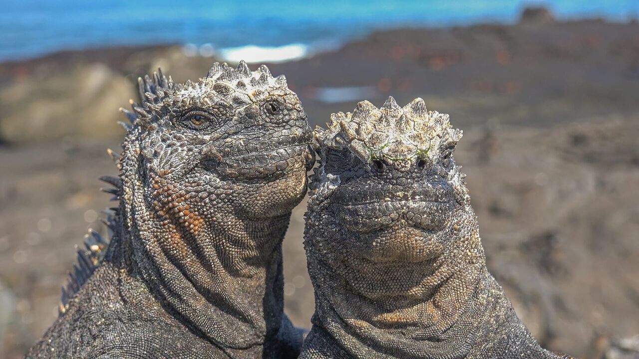 Vignette du programme télé Caméras espions au coeur des océans