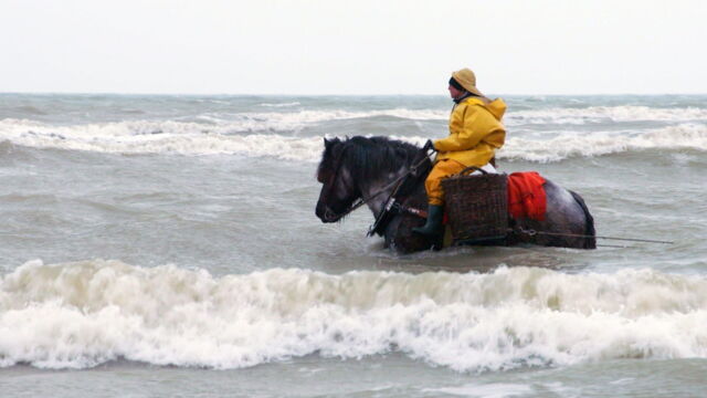Vignette du programme télé Belgique : Les pêcheurs de crevettes à cheval