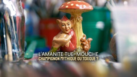 Vignette du programme télé L'amanite tue-mouche : Champignon mythique ou toxique ?