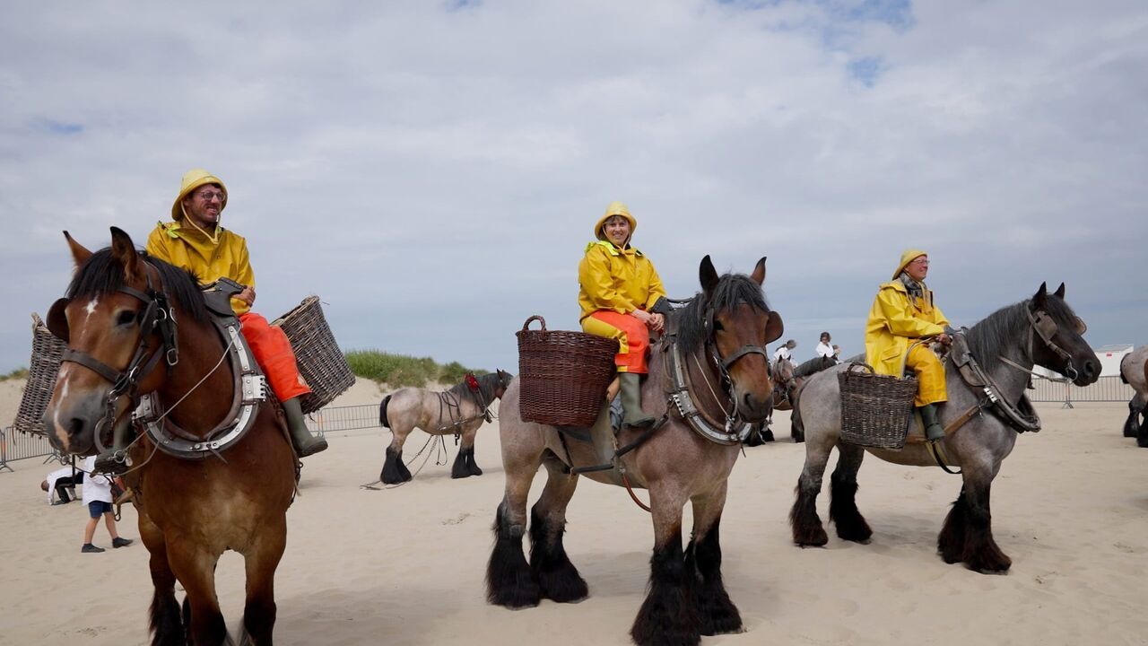 Vignette du programme télé Belgique : Les pêcheurs de crevettes à cheval