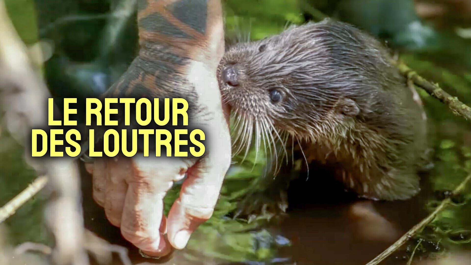 Vignette du programme télé Le retour des loutres