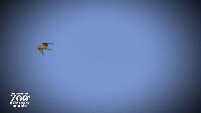Vignette du programme télé Le zoo de San Diego - Saison 2