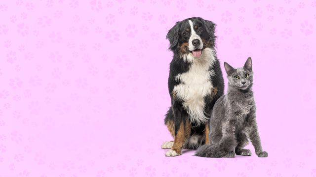Vignette du programme télé Nos très chers animaux