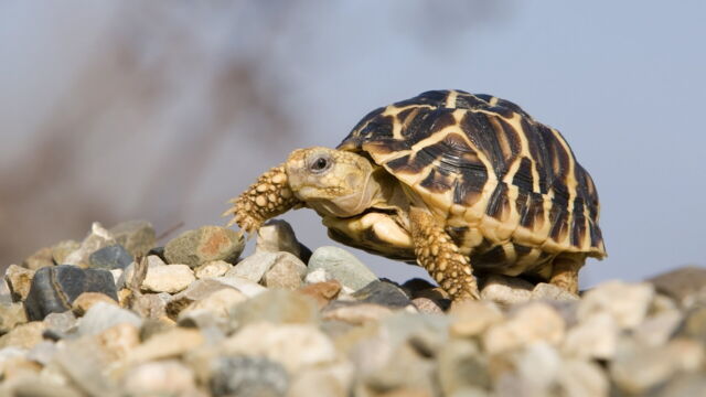 Vignette du programme télé Le trafic des tortues