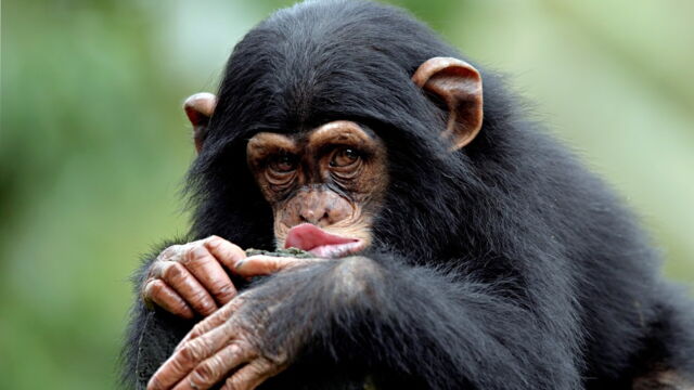 Vignette du programme télé Le regard du singe