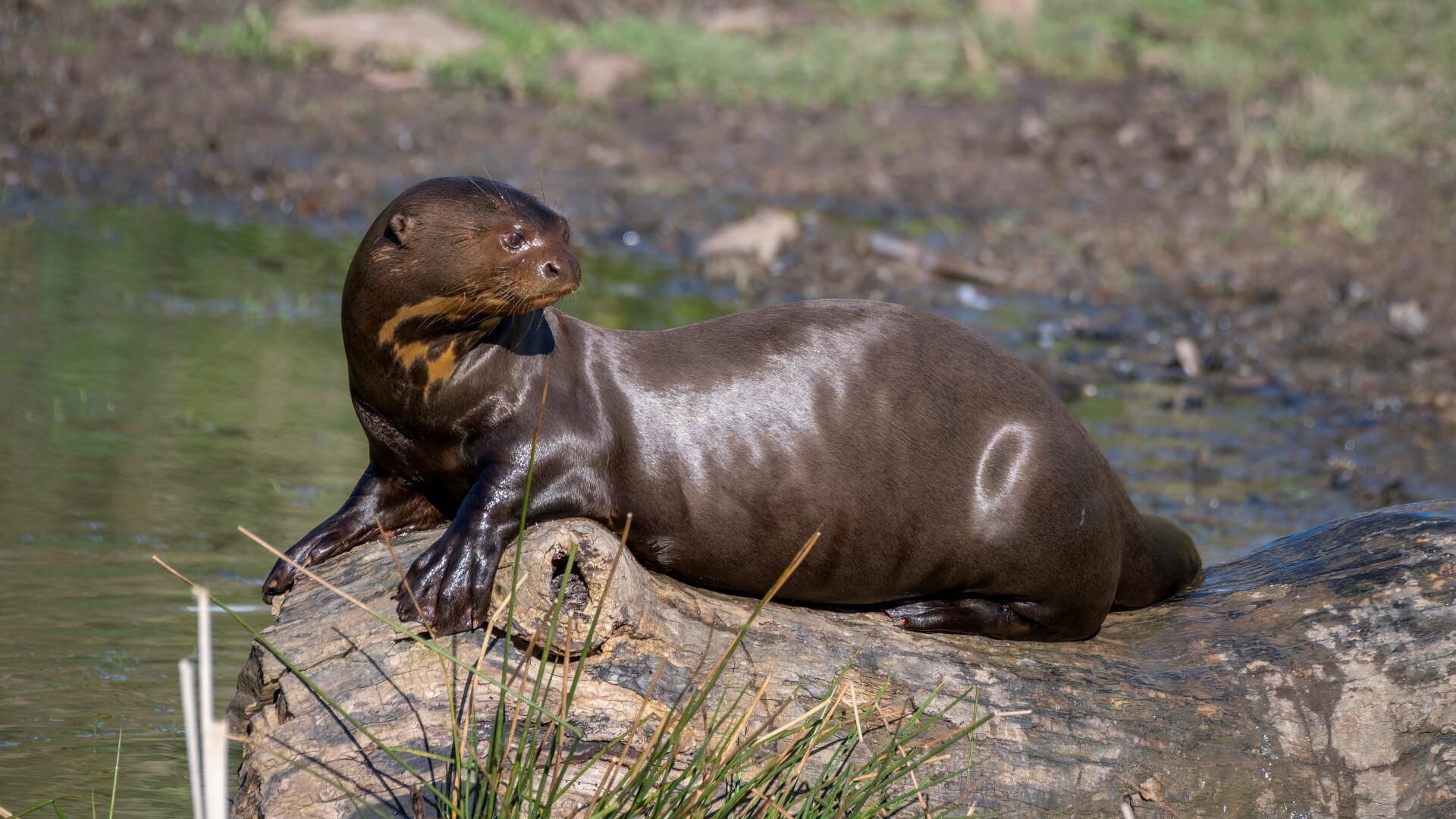 Vignette du programme télé Dora, la jeune loutre géante