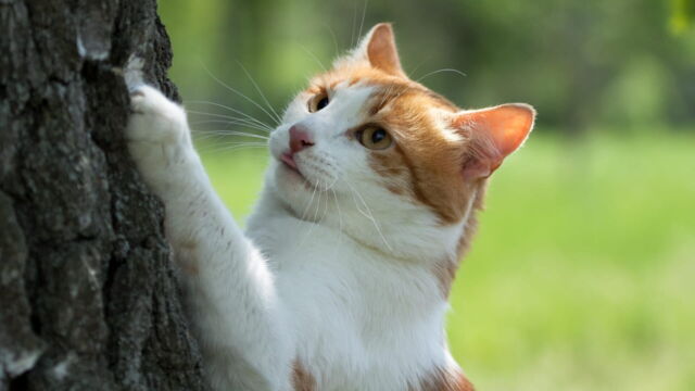 Vignette du programme télé La vie secrète des chats