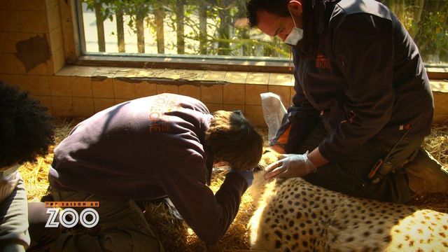 Vignette du programme télé Une saison au zoo - Saison 13