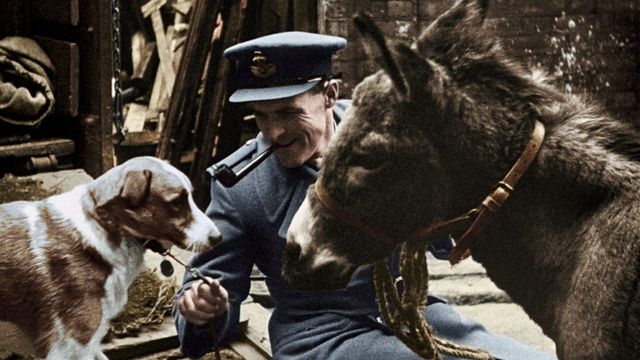 Vignette du programme télé 39-45, les animaux dans la guerre