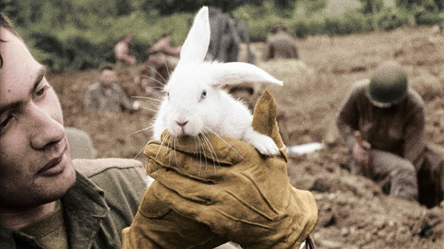 Vignette du programme télé 39-45, les animaux dans la guerre