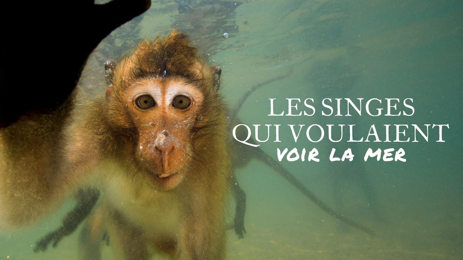 Vignette du programme télé Les singes qui voulaient voir la mer