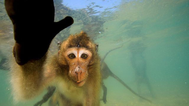 Vignette du programme télé Les singes qui voulaient voir la mer
