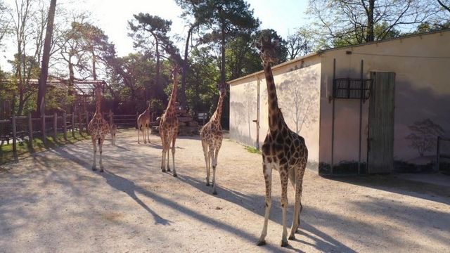 Vignette du programme télé Une saison au zoo - Saison 13