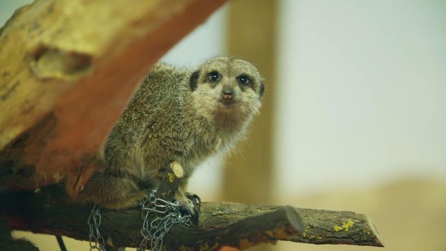 Vignette du programme télé Une saison au zoo - Saison 13