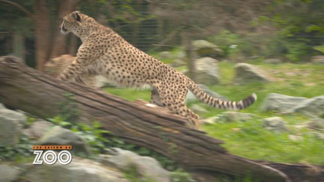 Vignette du programme télé Une saison au zoo - Saison 13