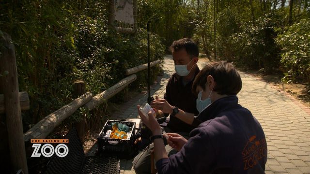 Vignette du programme télé Une saison au zoo - Saison 13