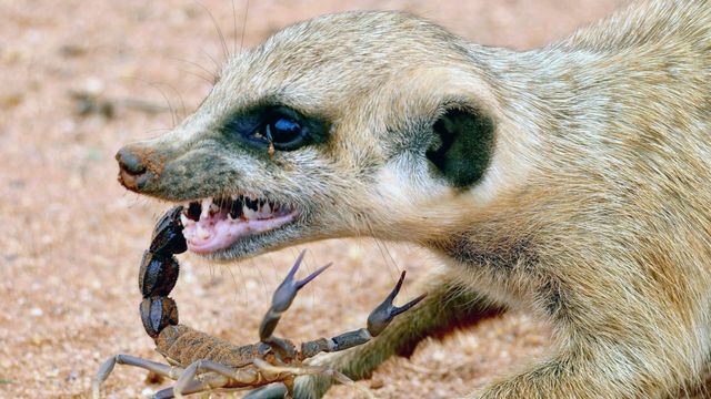 Vignette du programme télé Namibie sauvage - Saison 1