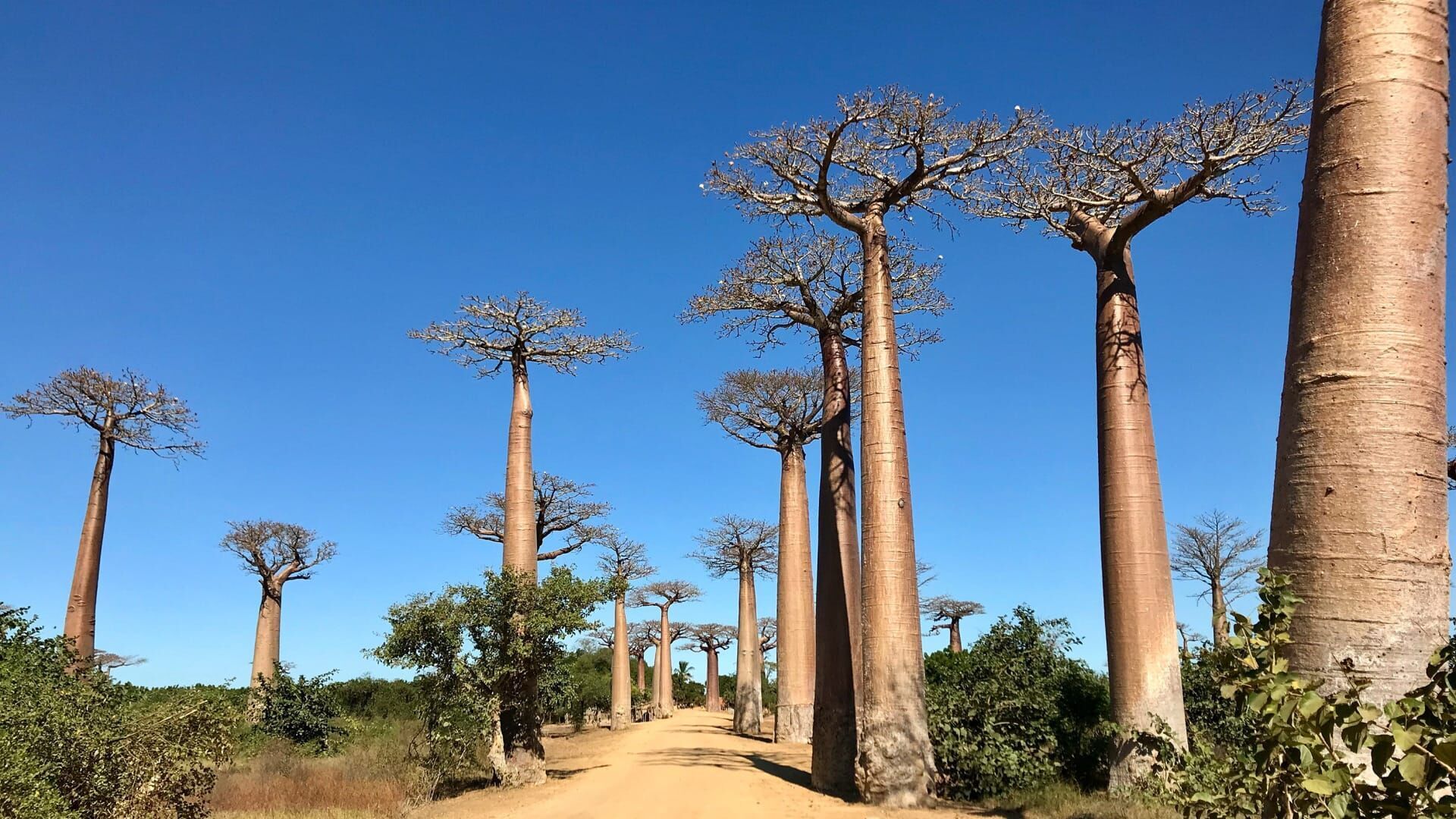 Vignette du programme télé Madagascar, l'île rouge