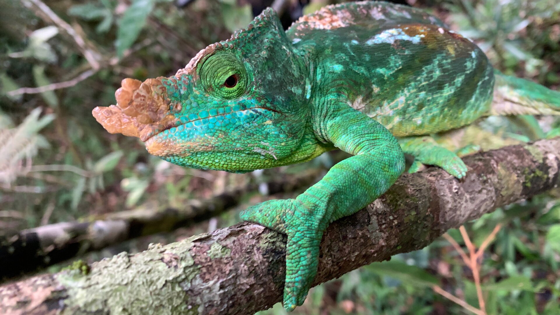 Vignette du programme télé Madagascar, l'île rouge