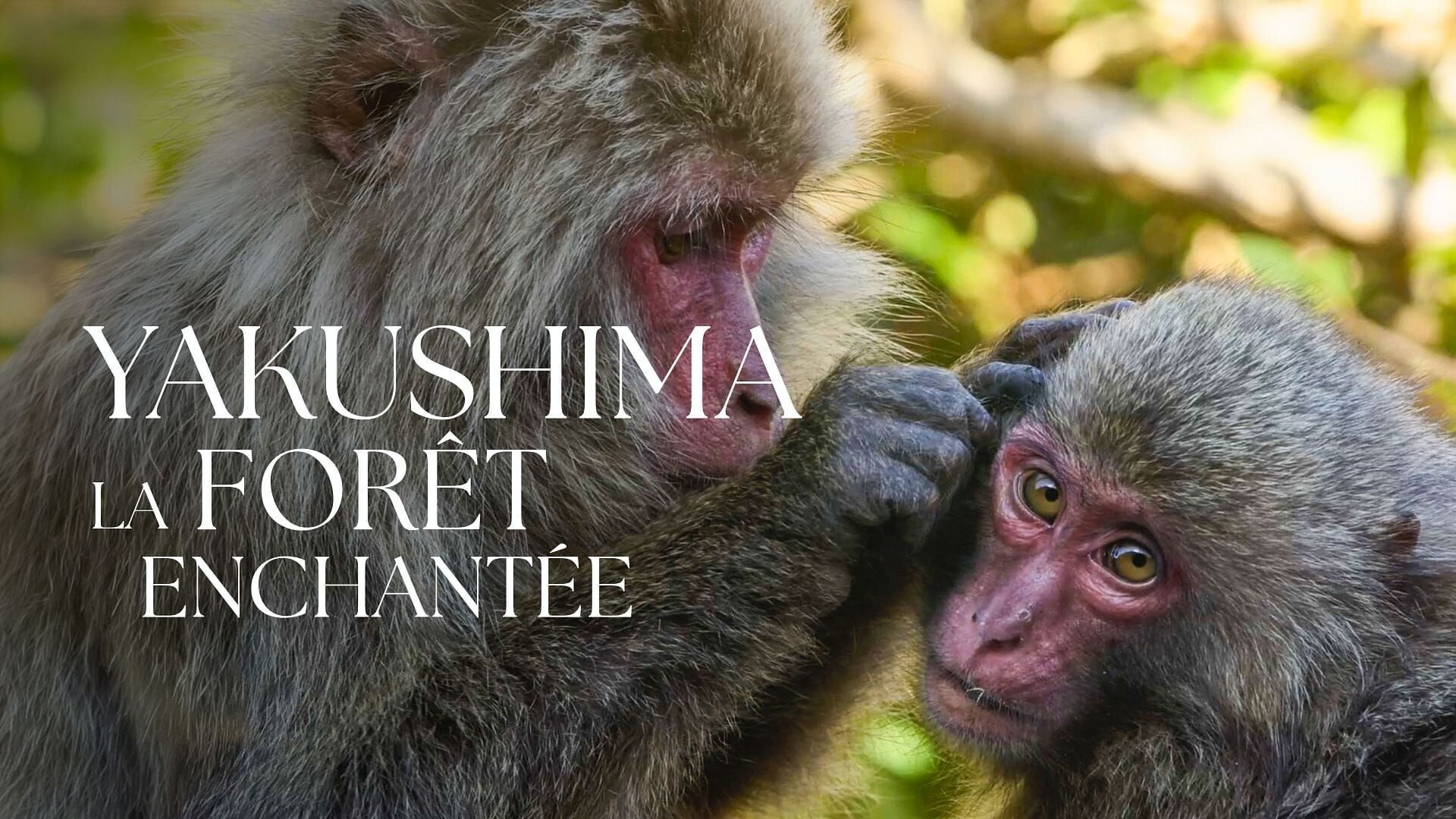 Vignette du programme télé Merveilles de la nature *2021