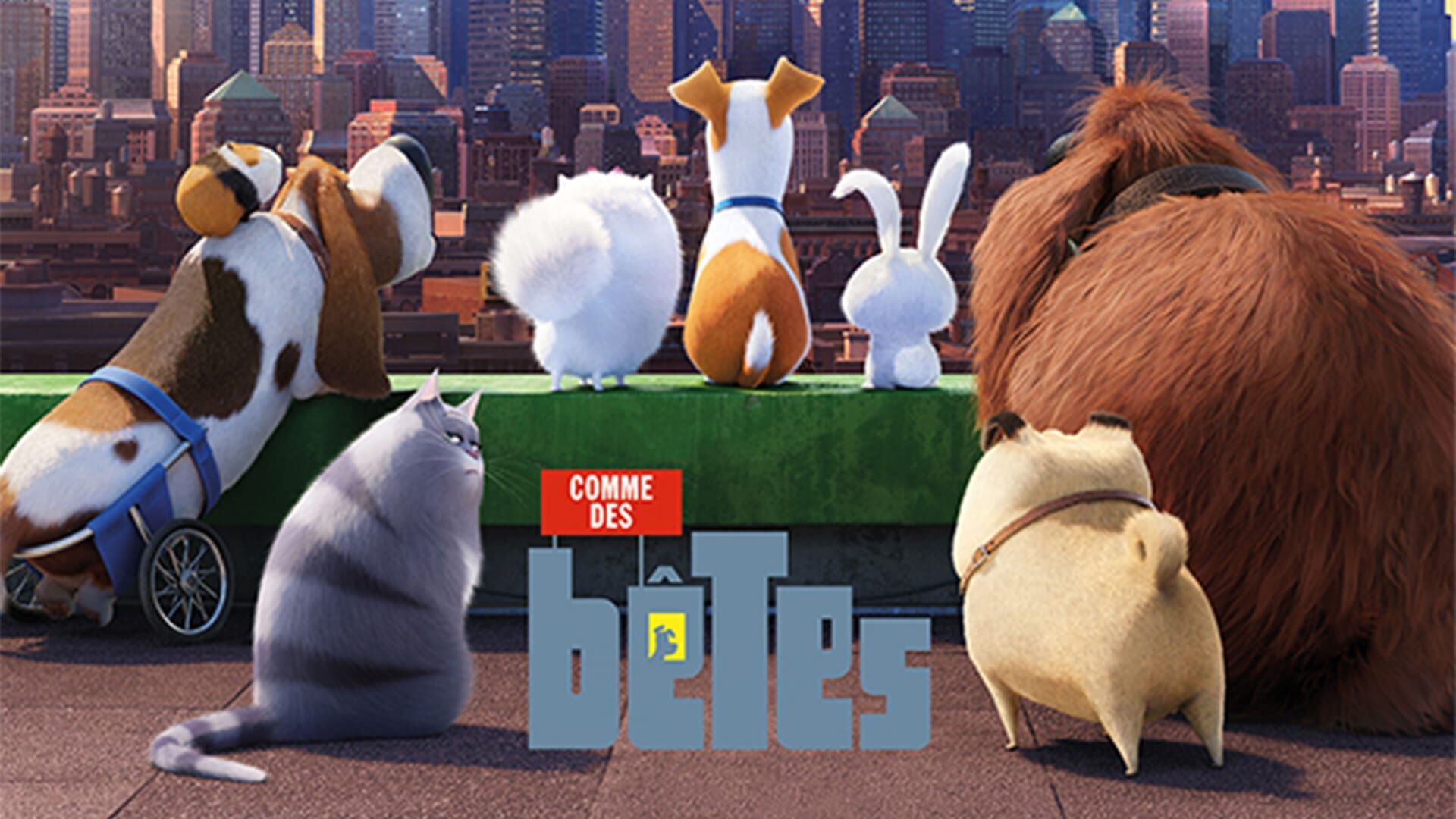 Vignette du programme télé Comme des bêtes