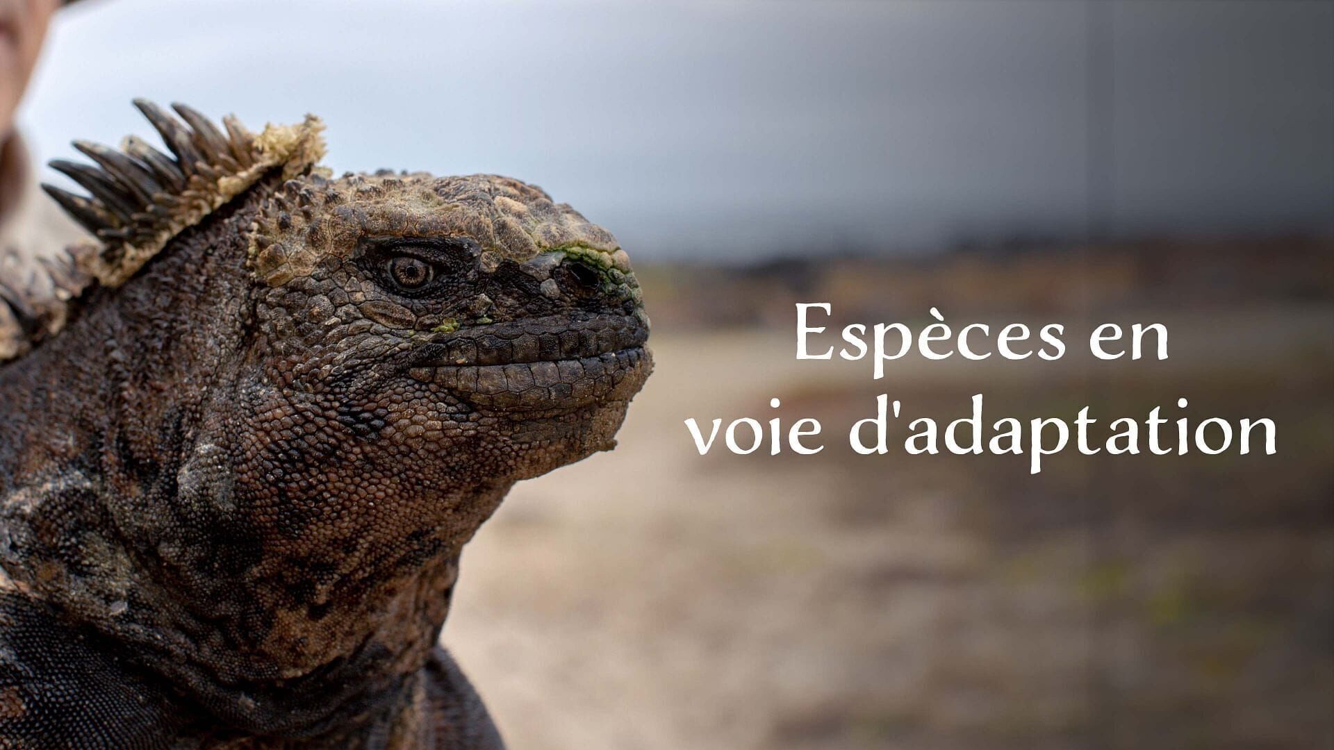 Vignette du programme télé Espèces en voie d'adaptation