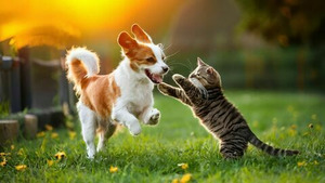 Vignette du programme télé Le grand bêtisier des animaux S2