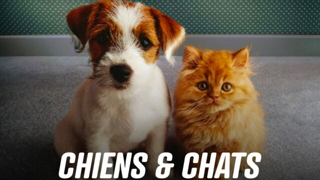 Vignette du programme télé Chiens et chats sans collier