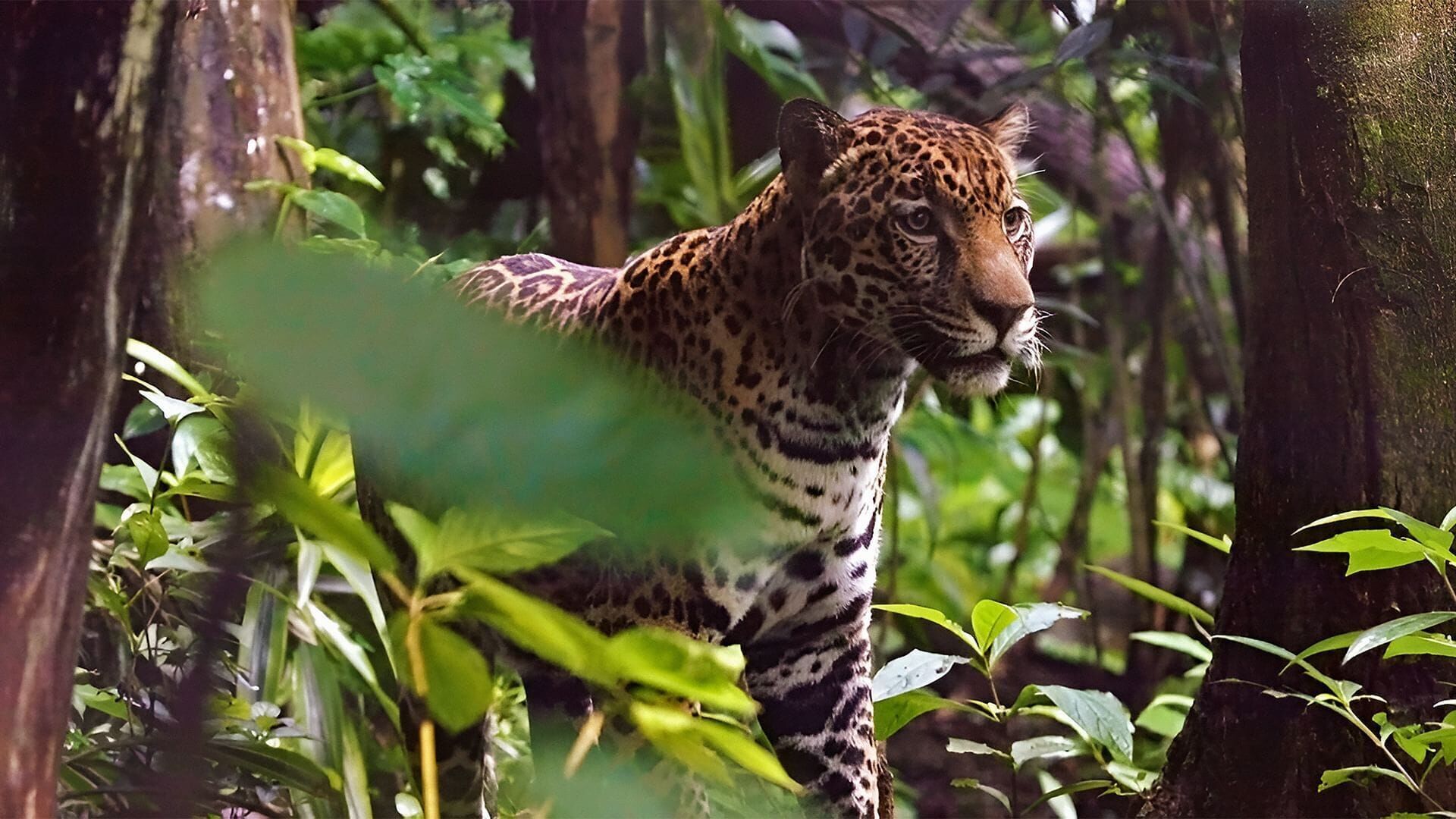 Vignette du programme télé Les animaux, sauveurs des forêts tropicales